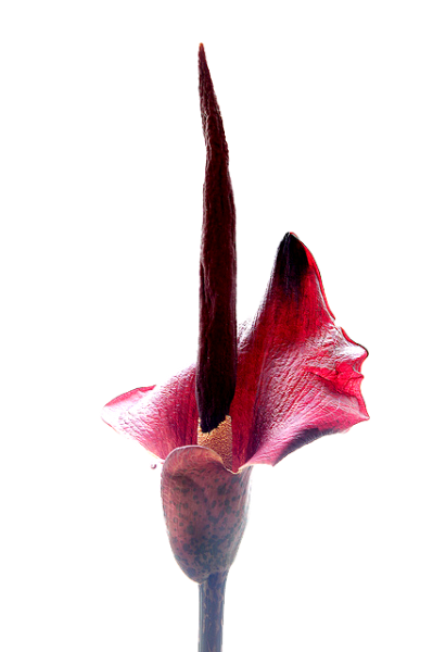 8437285099_38f4890019_z