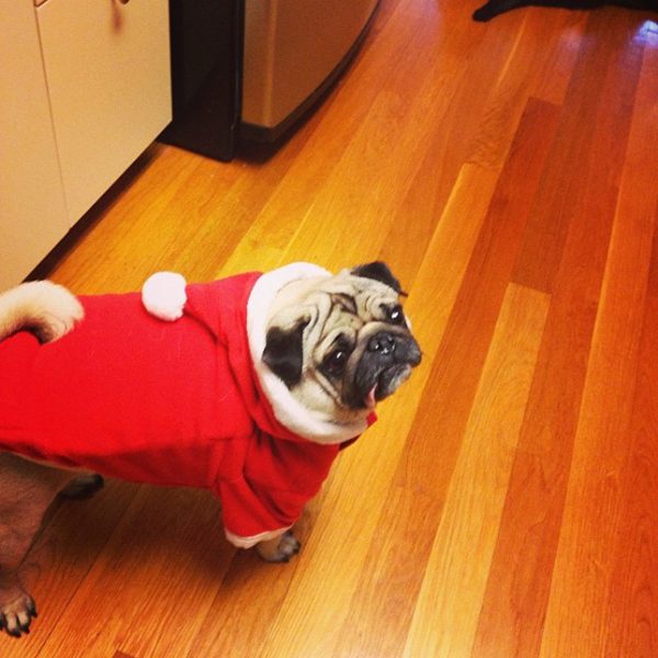 1515119_420780668066743_974820315_n