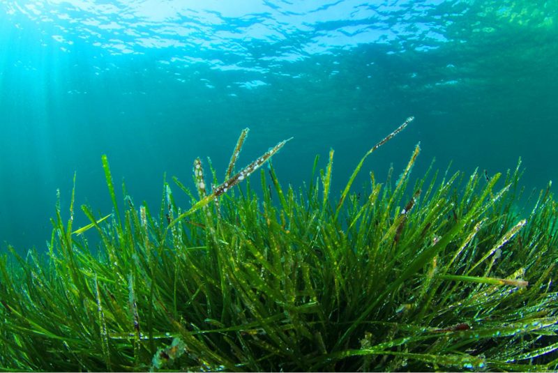 What-is-a-spirulina